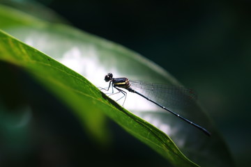 dragonfly on a blade of grass