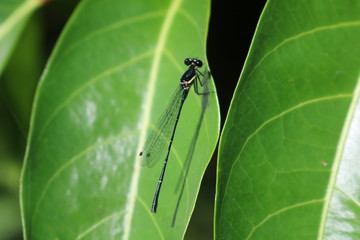 Fototapeta premium dragonfly on a leaf
