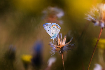 butterfly on flower