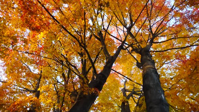 colorful Leave landscape view in during Autumn in east asian country
autumn leaves in Japan and South korea
