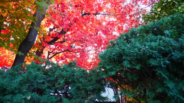 colorful Leave landscape view in during Autumn in east asian country
autumn leaves in Japan and South korea