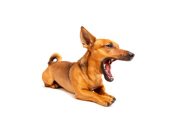 Small brown dog sitting on the floor isolated on white background. Mixed breed of parson jack russell terrier, chihuahua and german shepherd. Age 2 years.Funny dogs concept.