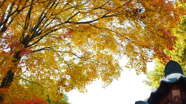 colorful Leave landscape view in during Autumn in east asian country
autumn leaves in Japan and South korea
