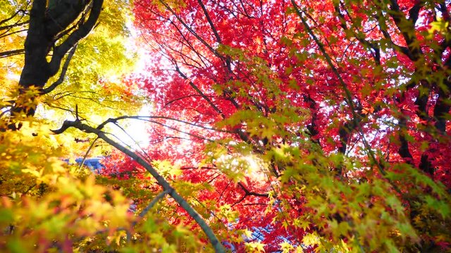 colorful Leave landscape view in during Autumn in east asian country
autumn leaves in Japan and South korea