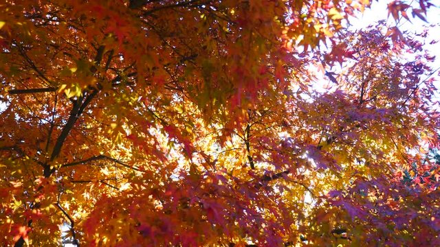 colorful Leave landscape view in during Autumn in east asian country
autumn leaves in Japan and South korea