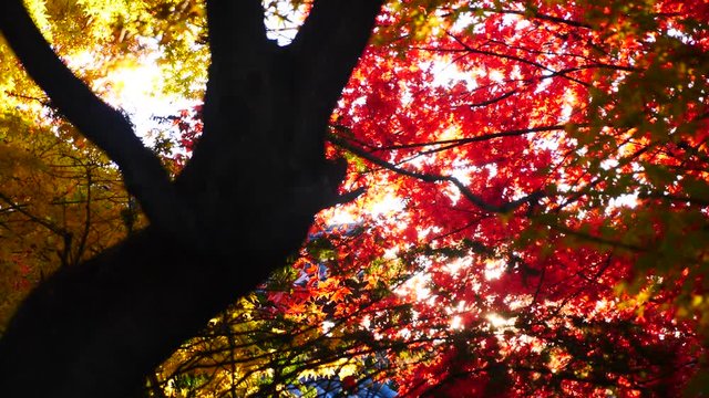 colorful Leave landscape view in during Autumn in east asian country
autumn leaves in Japan and South korea
