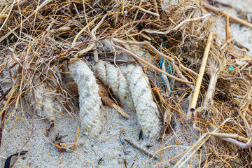 Environmental pollution - an old white rope as garbage on the shore