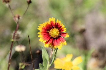 yellow and red flower