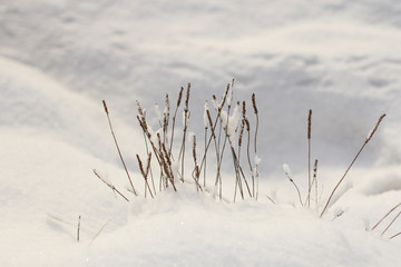winter landscape of dried plantain flowers in a white sparkling snowdrift © Elena