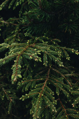 Green twigs of fir tree, closeup