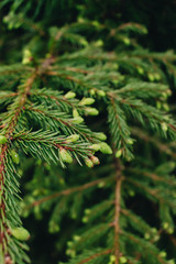 Green twigs of fir tree, closeup