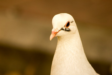 portrait of a pigeon