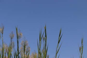 Common reed grass with blue sky background