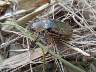 Lepidiota stigma (ampal) the exotic animal from asia (indonesia)