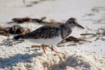 bird on the beach