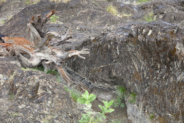 Naklejka na ściany i meble NB__6430 Washed out tree log blending into rock formation