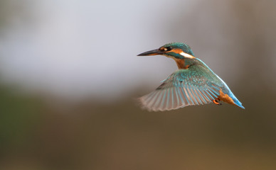 Kingfisher Hover
