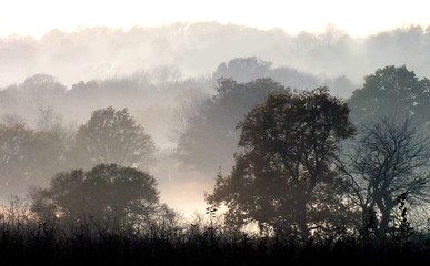 Autumn trees in haze, Kent, England