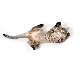 Obraz premium Tabby kitten laying down on white