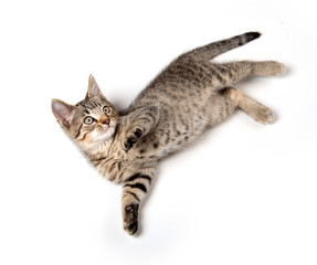 Tabby kitten laying down on white