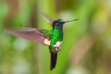 Fototapeta na wymiar Buff-winged Starfrontlet - Coeligena lutetiae, beautiful green hummingbird from Andean slopes of South America, Yanacocha, Ecuador.