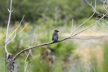 bird on a branch