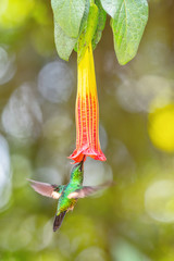 Buff-winged Starfrontlet - Coeligena lutetiae, beautiful green hummingbird from Andean slopes of...