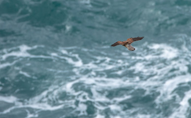 Kestrel over Sea