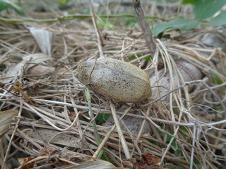 Lepidiota stigma (ampal) the exotic animal from asia (indonesia)