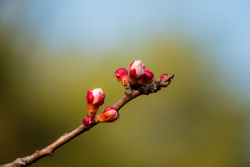 Cherry bud