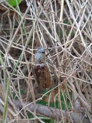 Lepidiota stigma (ampal) the exotic animal from asia (indonesia)