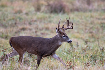 Naklejka na ściany i meble Large whitetailed deer buck