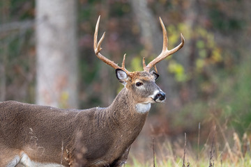 Naklejka na ściany i meble Large whitetailed deer buck