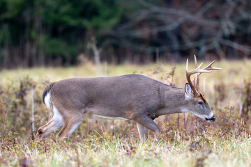 Large whitetailed deer buck