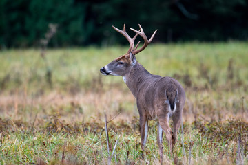 Large whitetailed deer buck