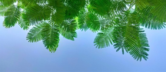 branches of a fern tree isolated on sky background