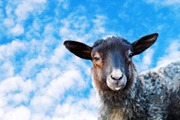 Cute little lamb, small cloudy grey lamb on blue sky