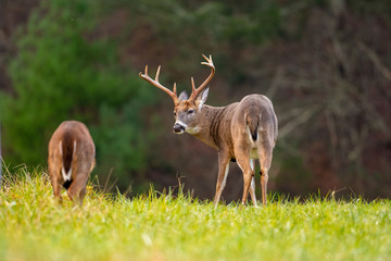 Large whitetailed deer buck
