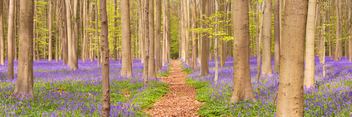 Path through the blooming bluebell forest of Hallerbos in Belgium