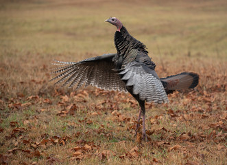Wild turkey in a meadow
