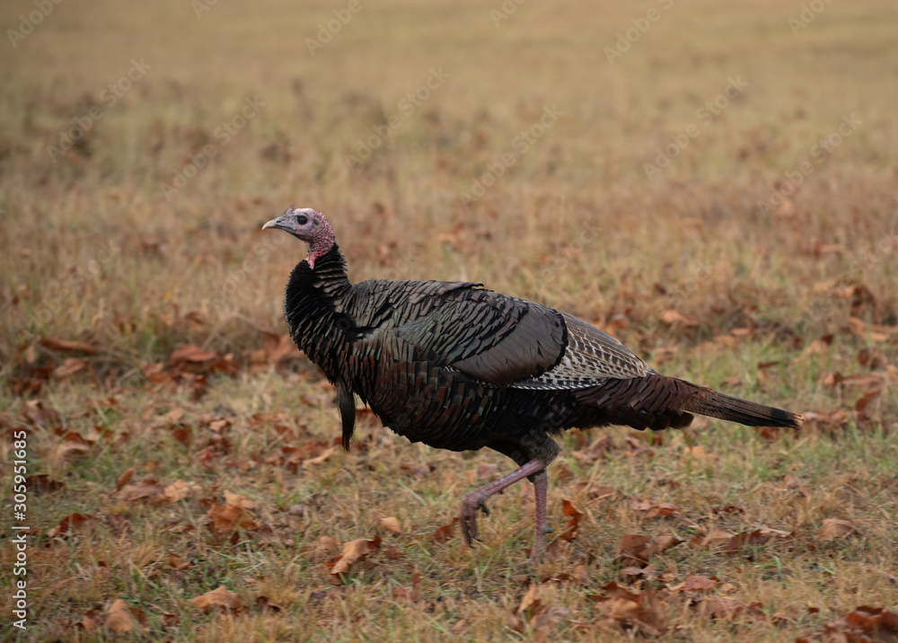 Sticker wild turkey in a meadow