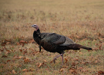 Wild turkey in a meadow