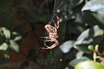 Araignée sur sa toile