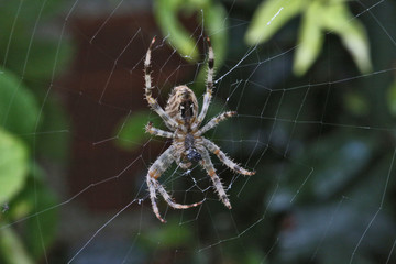 Araignée sur sa toile