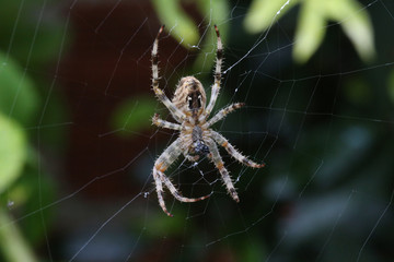 Araignée sur sa toile