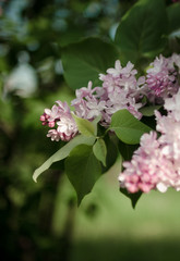 Lush flowering lilac bushes. Blooming lilac very beautiful rich color. Photo lilac closeup and on a blurred background.