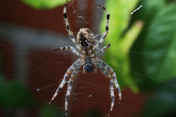 Araignée sur sa toile