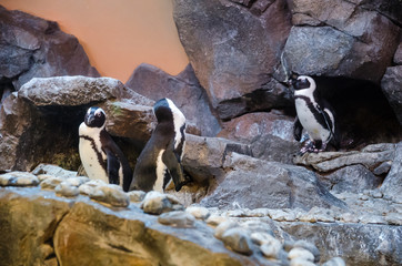 penguin with stone environment in zoo