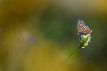 butterfly on flower