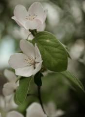 Spring flowering quince tree. Blooming apple tree, closeup photo taken in the afternoon.